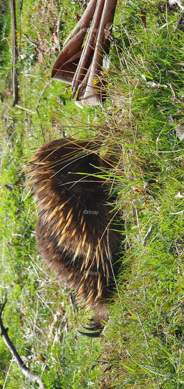 echidna