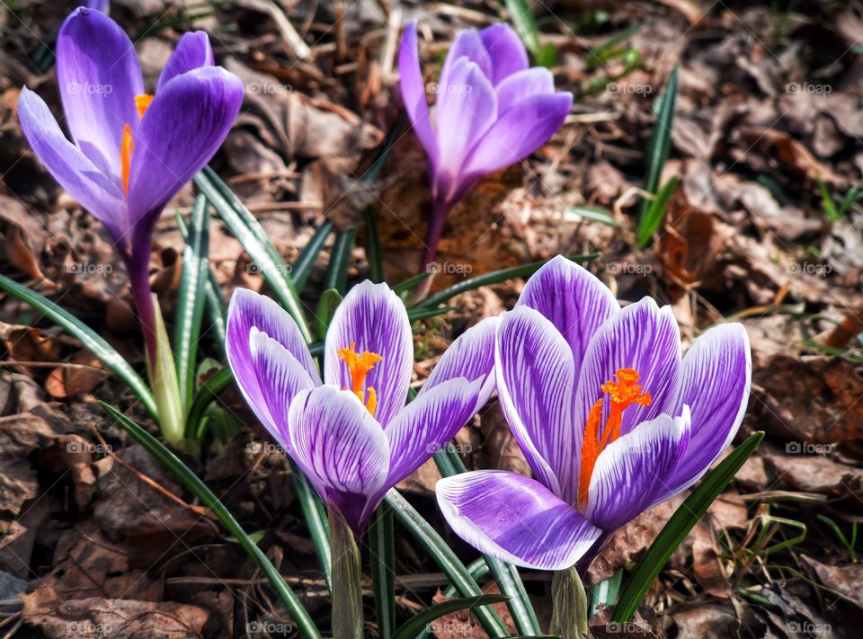 The first spring flowers are crocuses