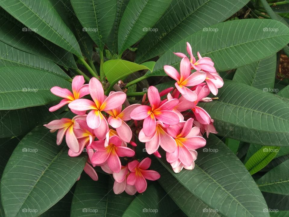 Beautiful Frangipani Flower