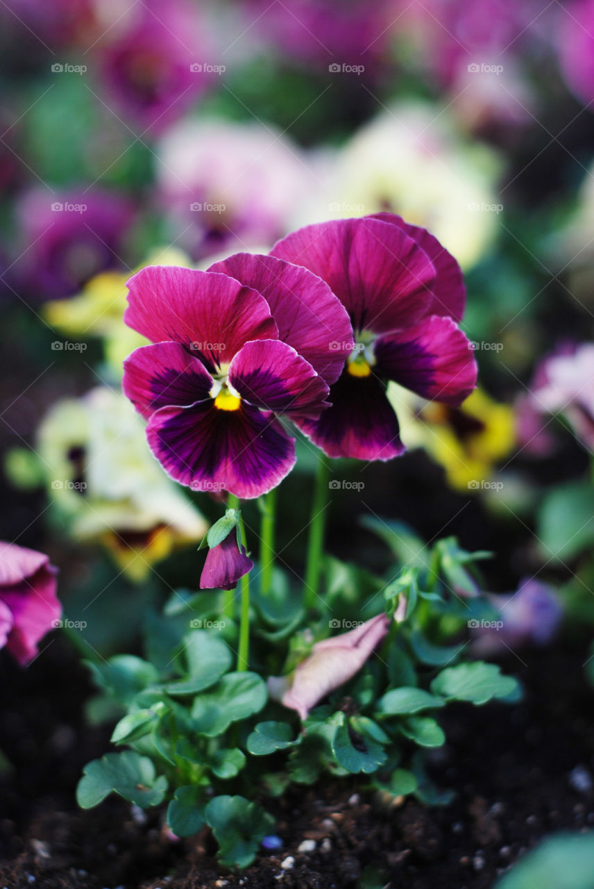 Pansy flowers in bloom. Spring time.