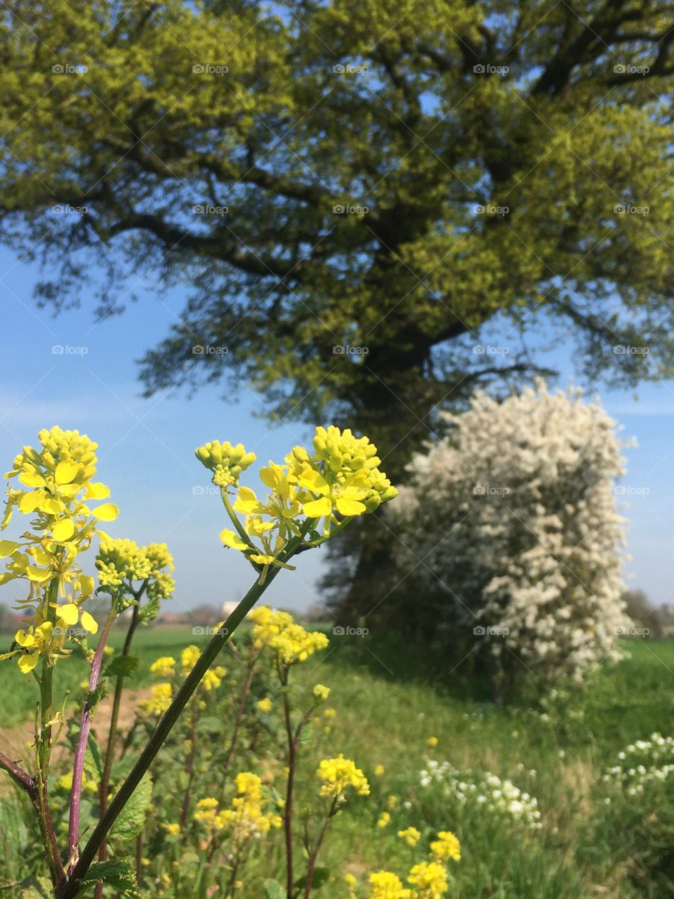 Captured in Colchester, Essex whilst on a long sunny bike ride during COVID19 lockdown. It’s the subtleties of spring which makes us feel happy and bright. 