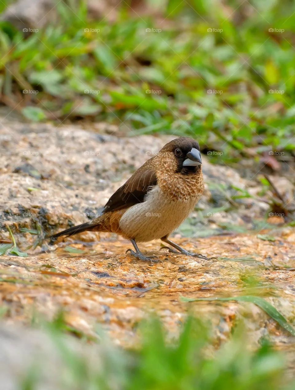 Small Bird