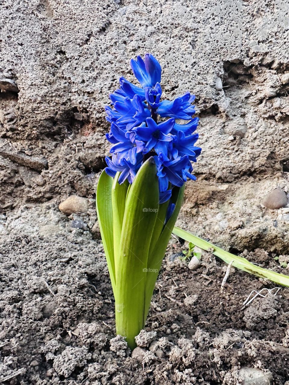 Beautiful spring flower 
