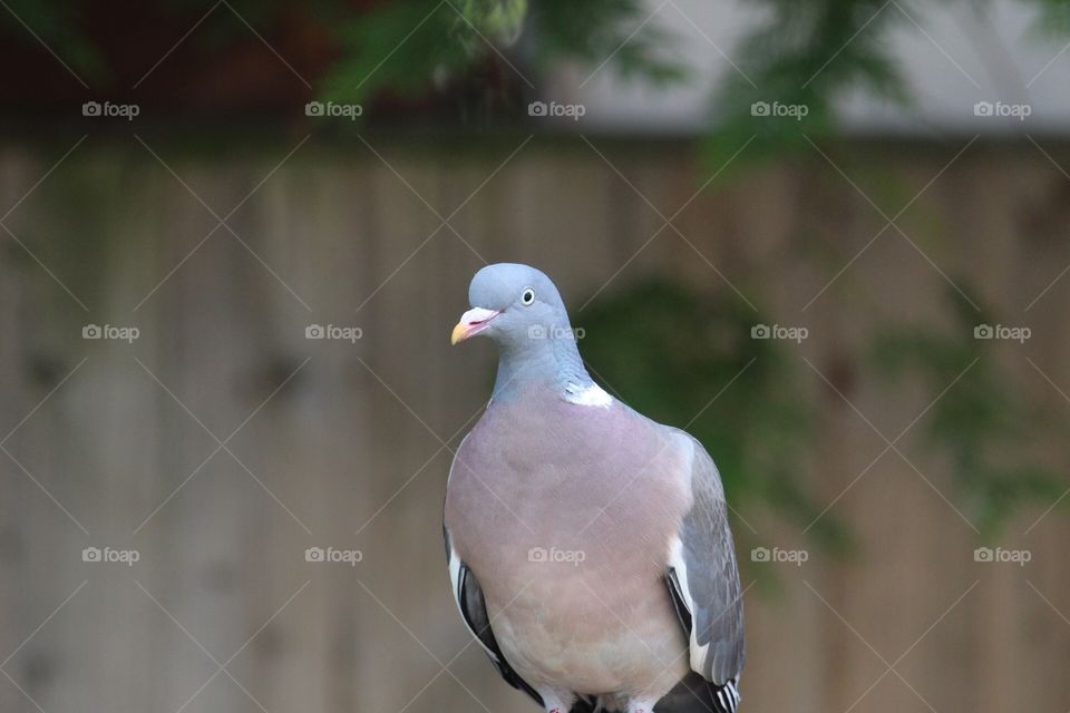 Wood pigeon portrait