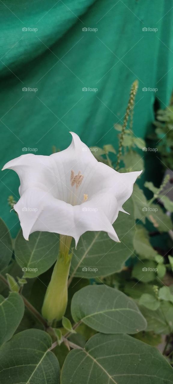 Jimsonweed