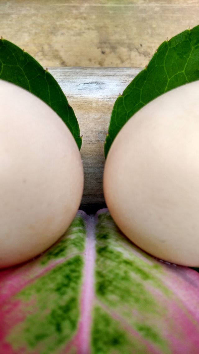egg twins