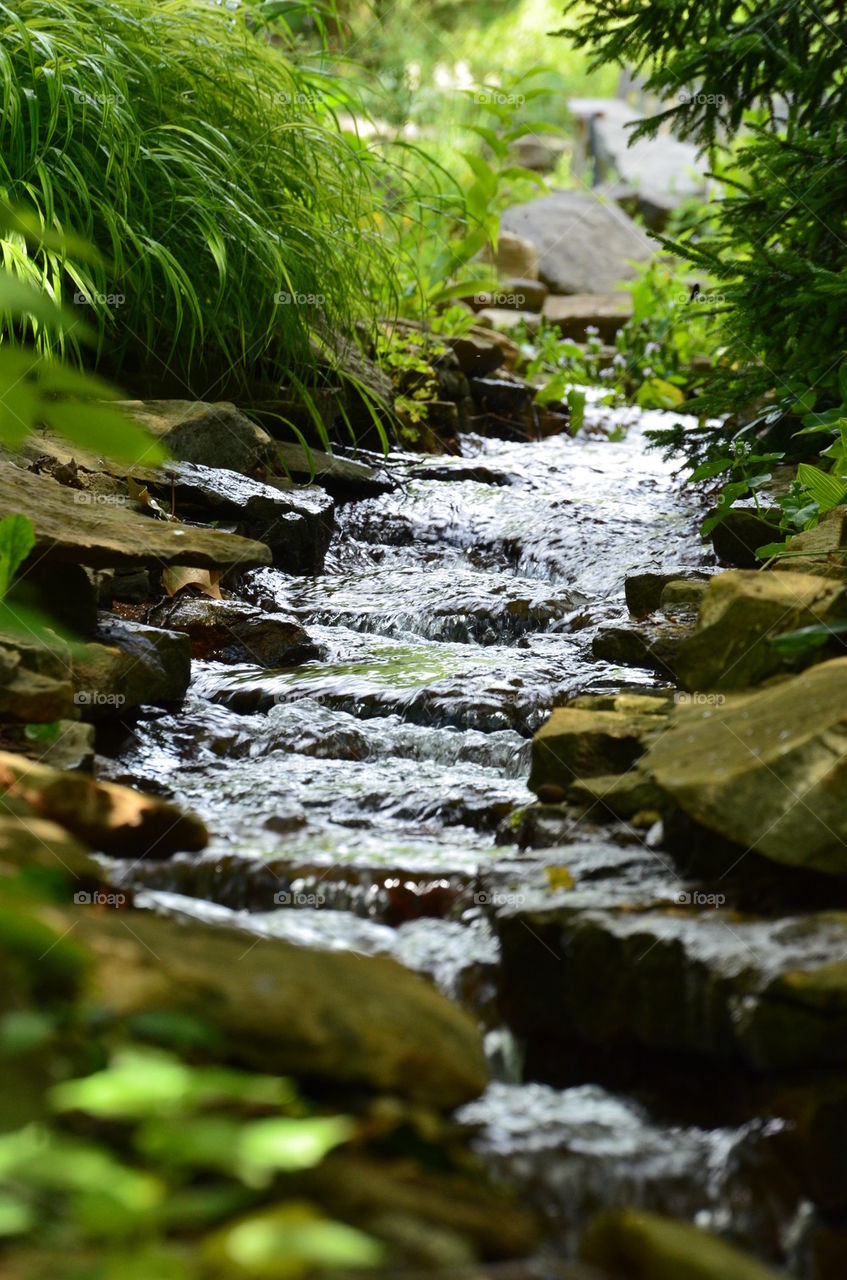 Peaceful Stream