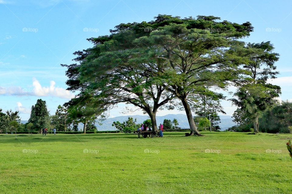 people gathering under the tree on the green field, inside the ratu boko archaelogical site