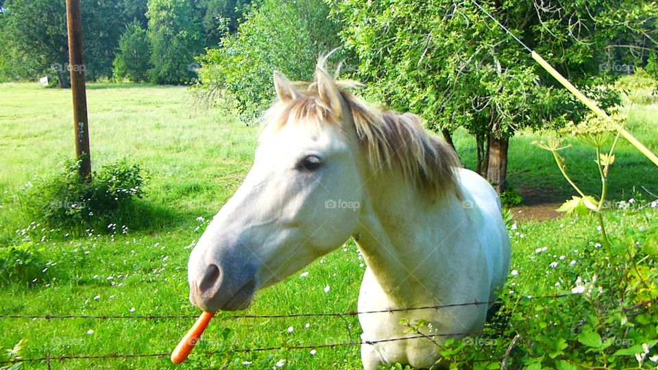 White horse munching on a carrot!