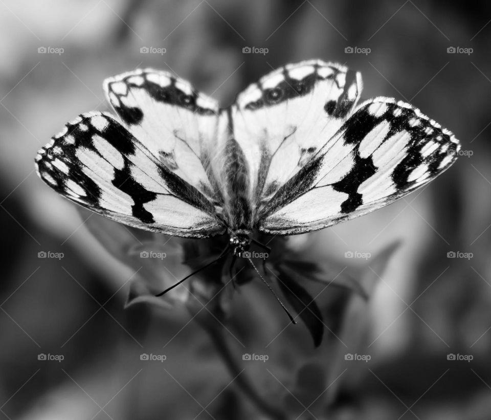 A butterfly with wings spread out perched on a plant.