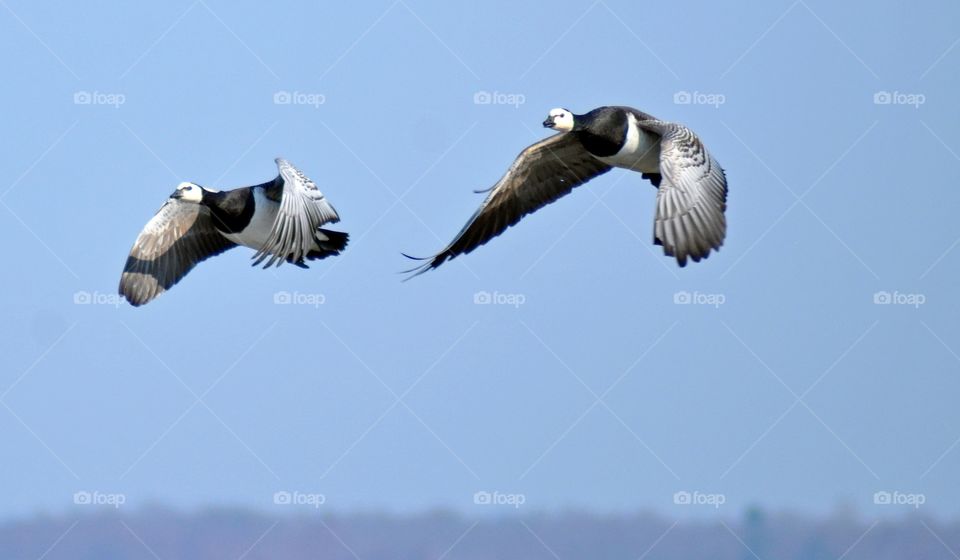 Flying Barnacle geese