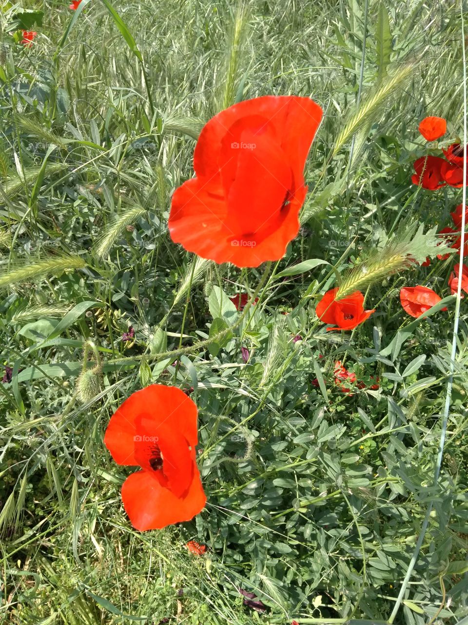 Poppies Popped!!