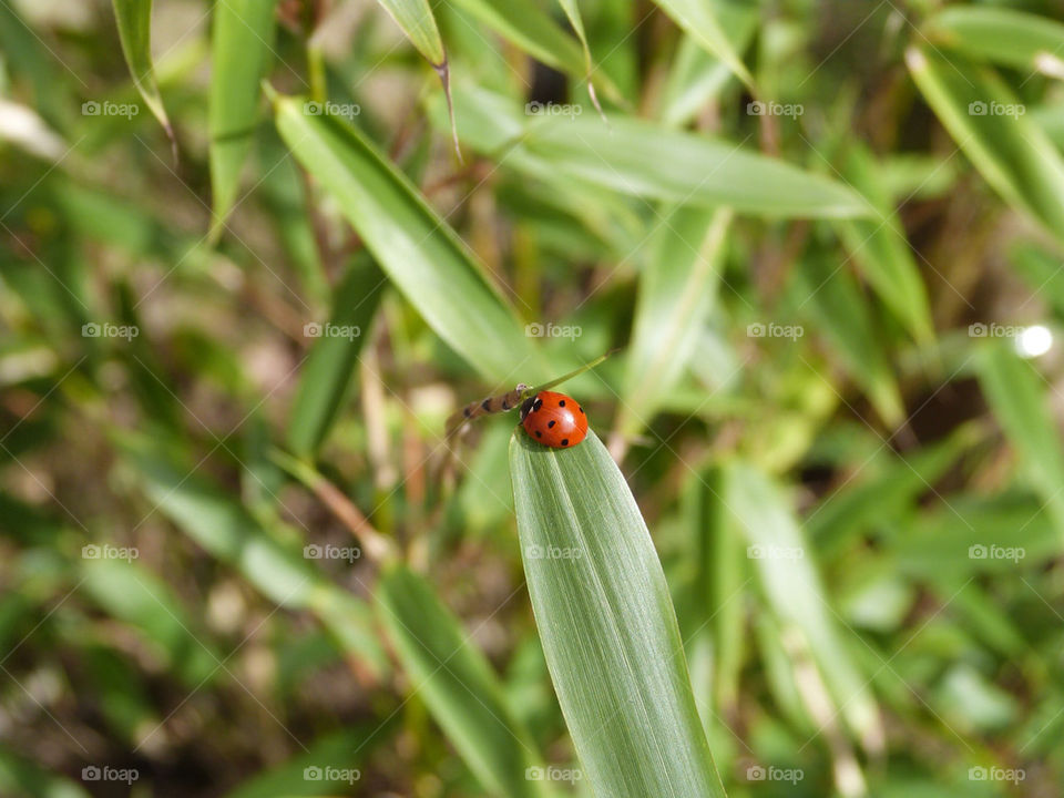 green red animal insect by samspeed87