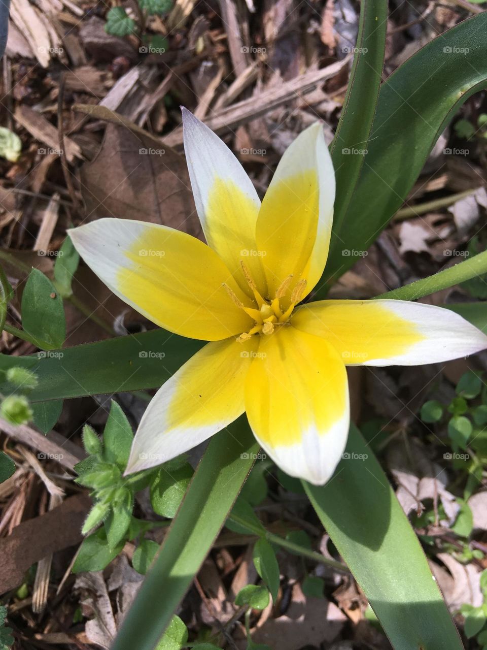 one of my last springtime blooms on a bright sunny day eager to please.  happiness.