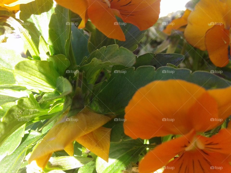Orange flowers blooming outdoors