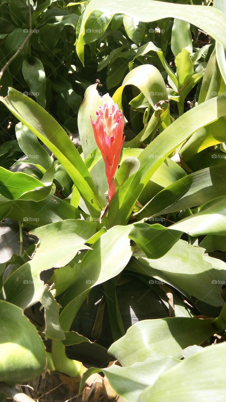 Nature, Leaf, Cactus, Flower, Flora