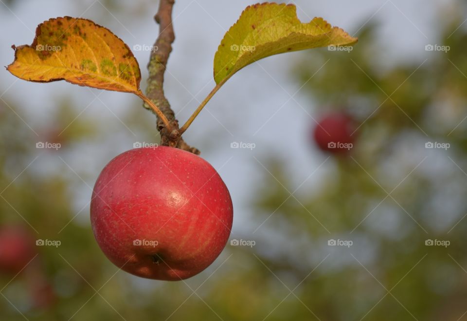 Red hanging apple