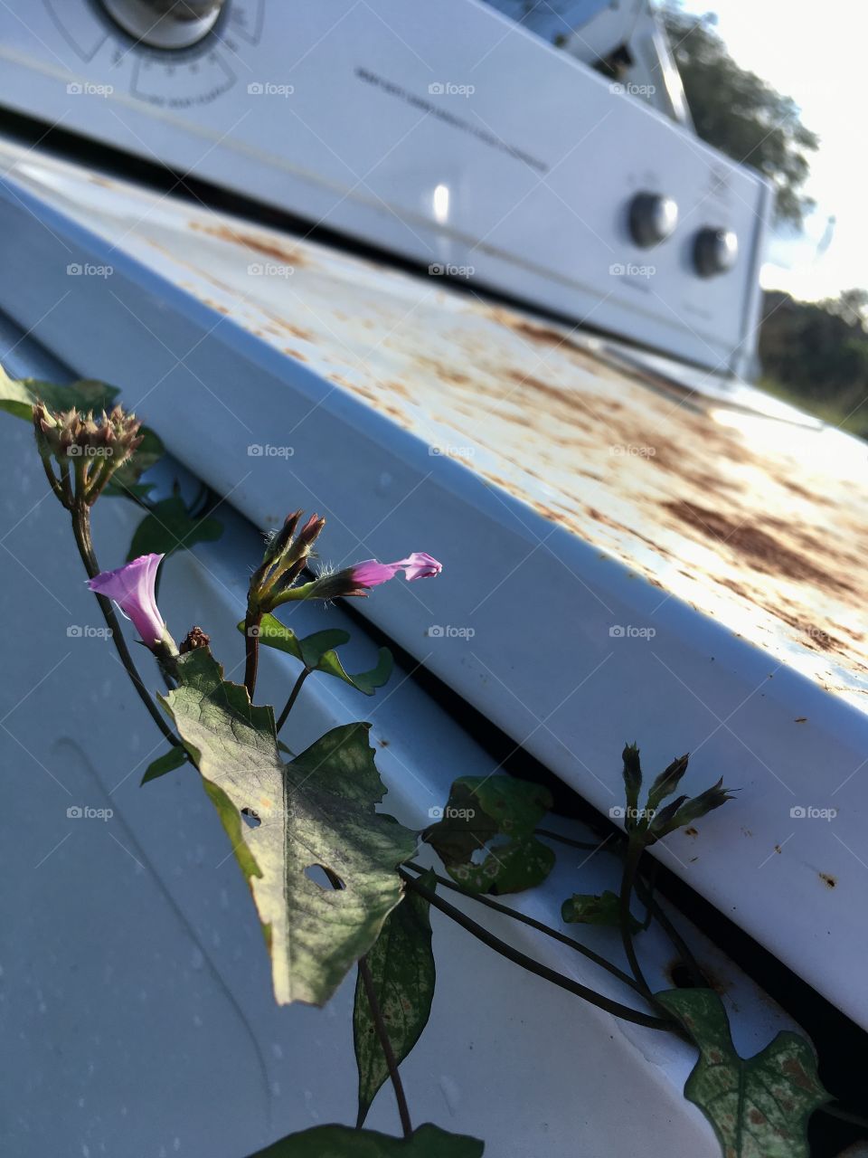 Forgotten washer with flowered vines