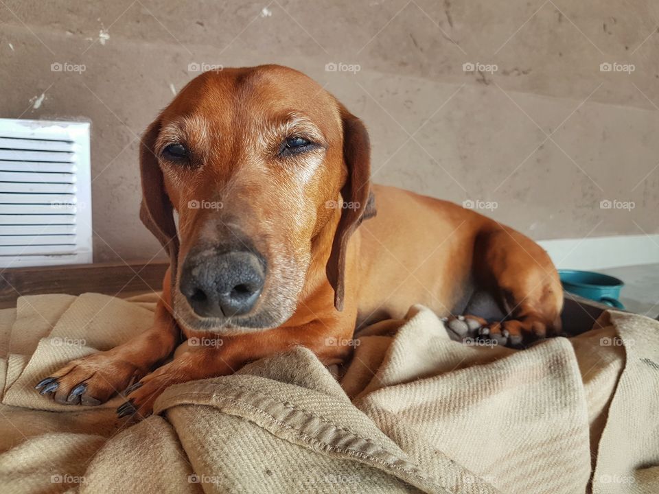 brown daschsund resting exausted