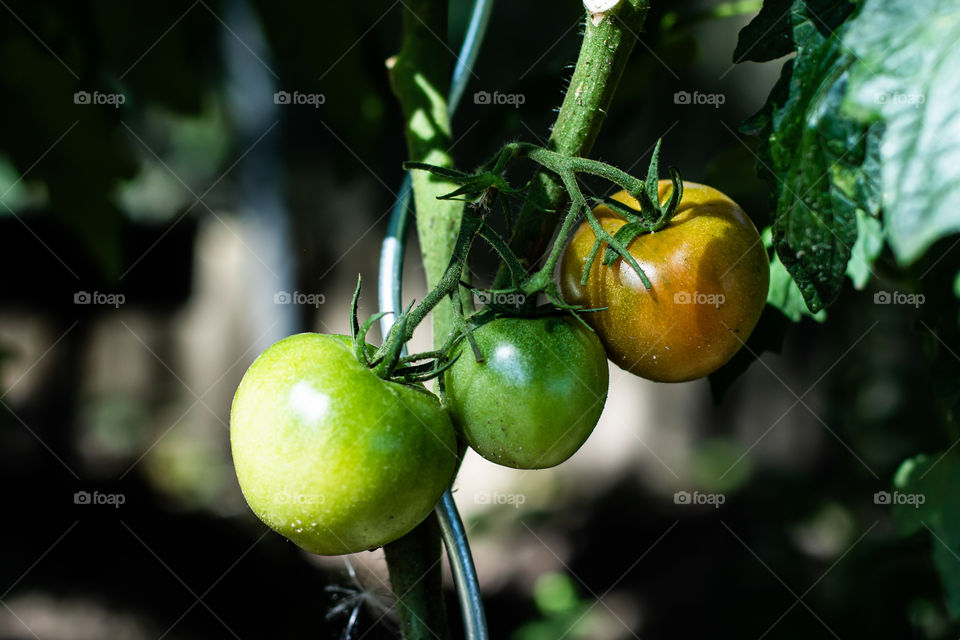 Three tomatos
