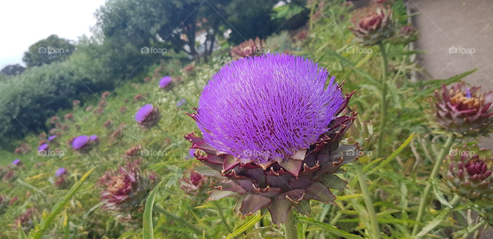 Artichoke