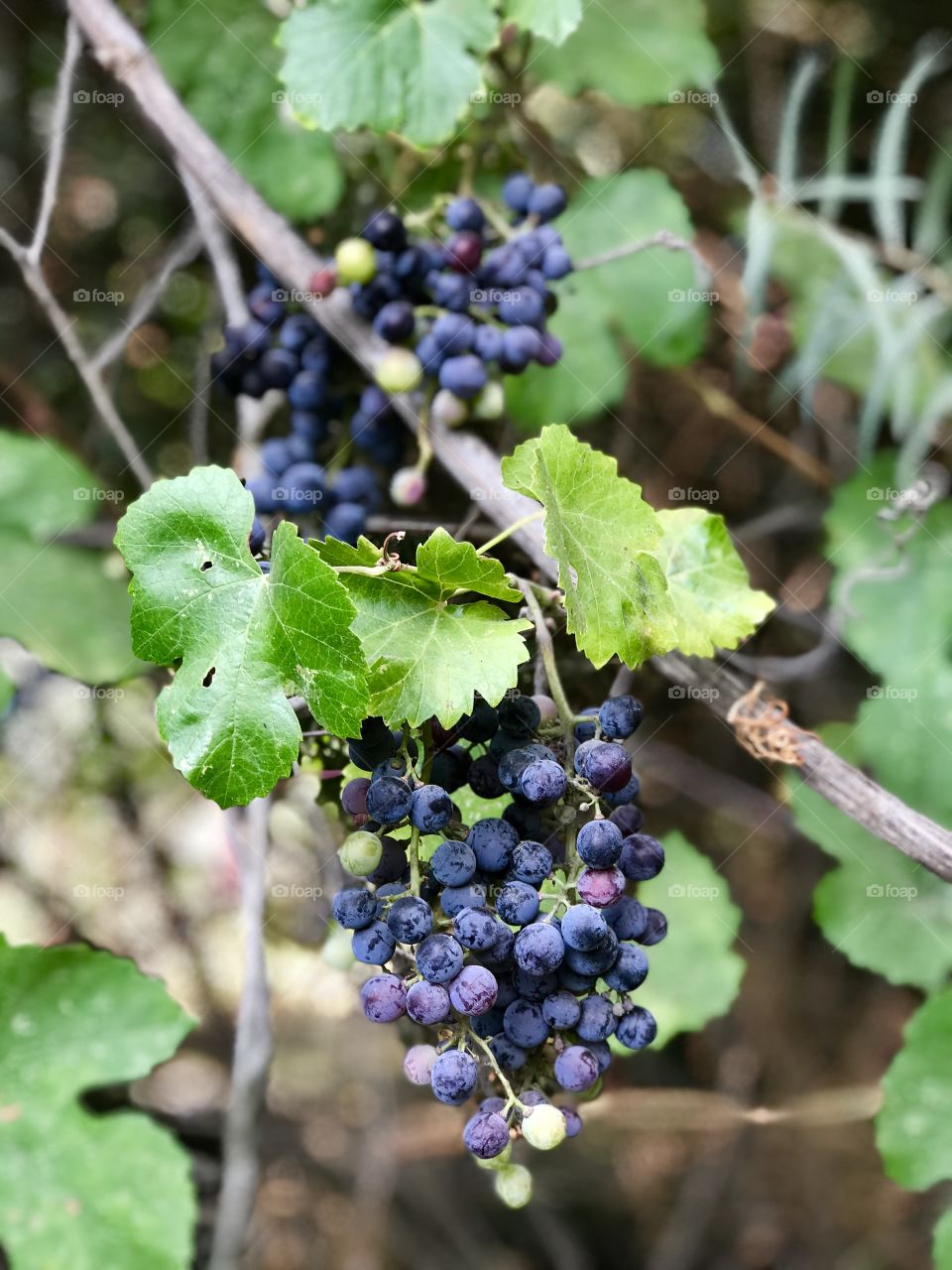 Wild grapes at the river 