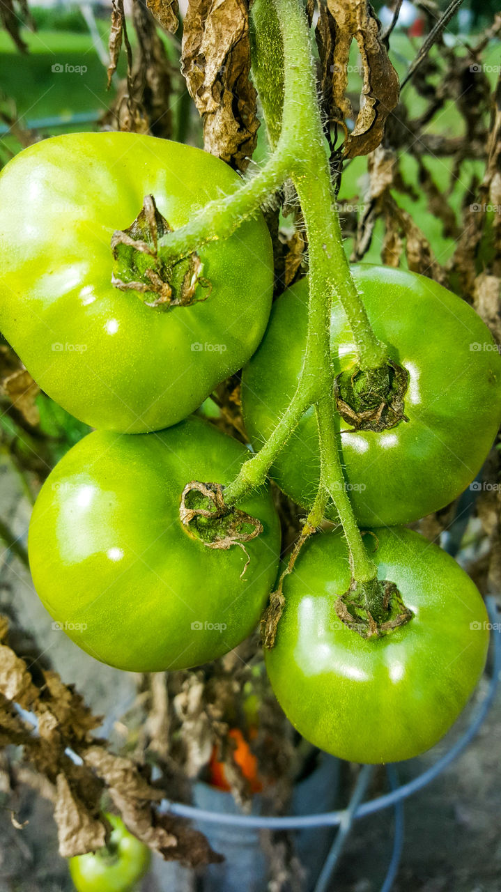 green tomatoes still on the vine