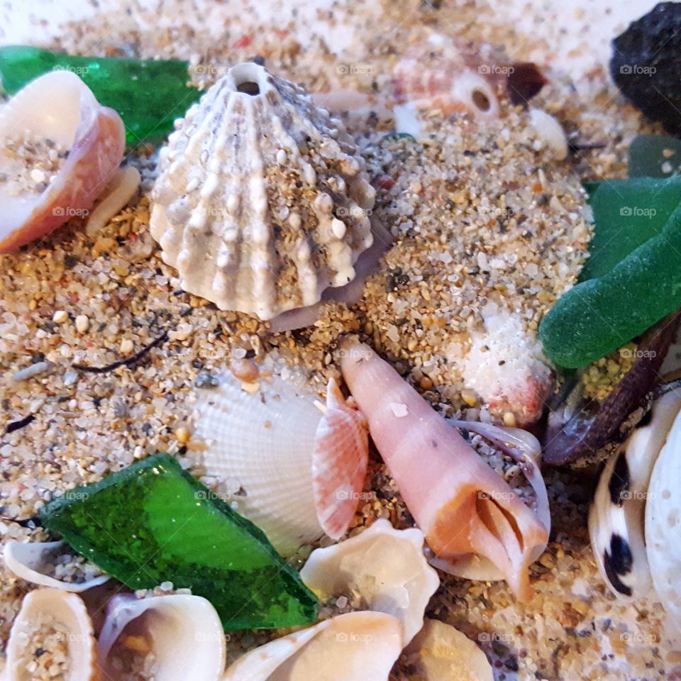 High angle view of seashell