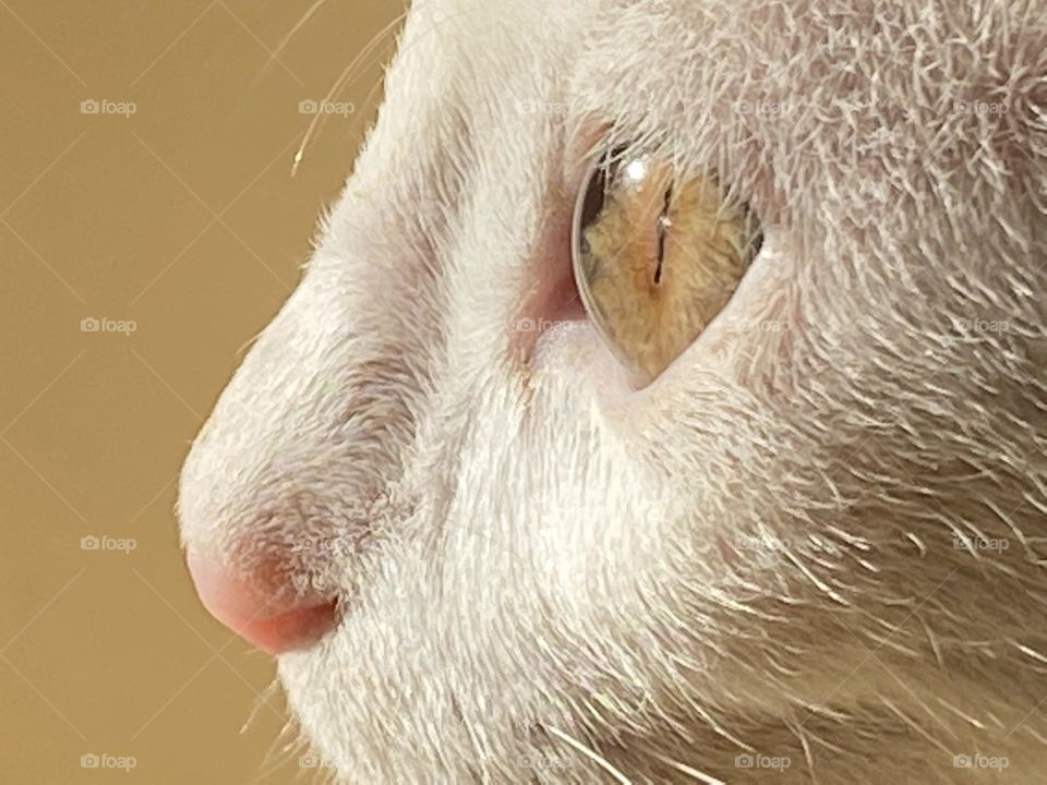 Close up on the cat’s face and eyes 