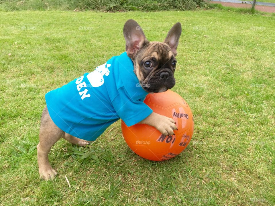 French Bulldog relaxed playing with a ball with a shirt on
