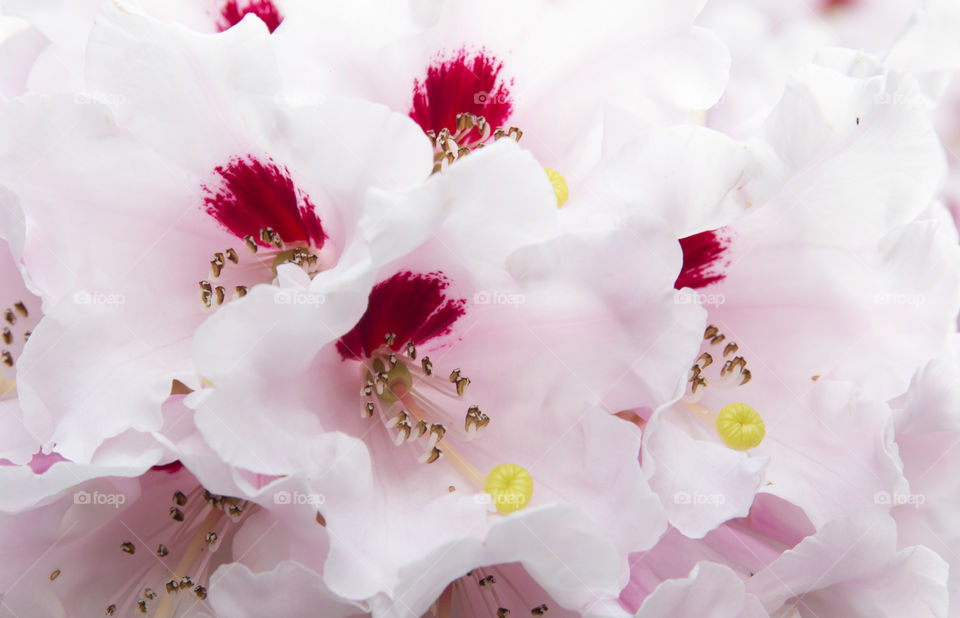Rhododendron blooming close-up white pink 
Rododendron  vit rosa blommor närbild 