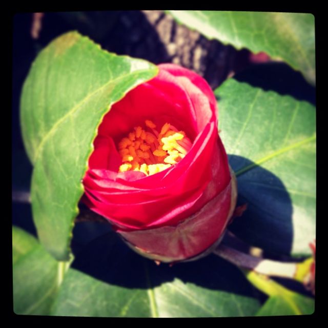 Bloom