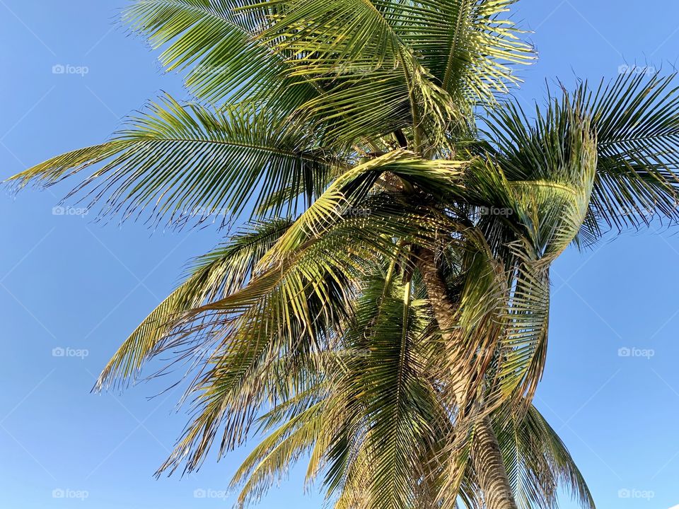 Palm tree and Blue Sky 