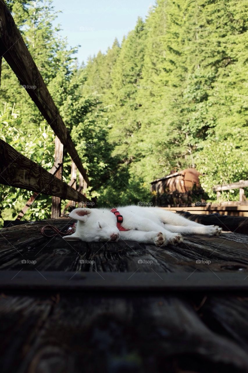 Dog on the trail