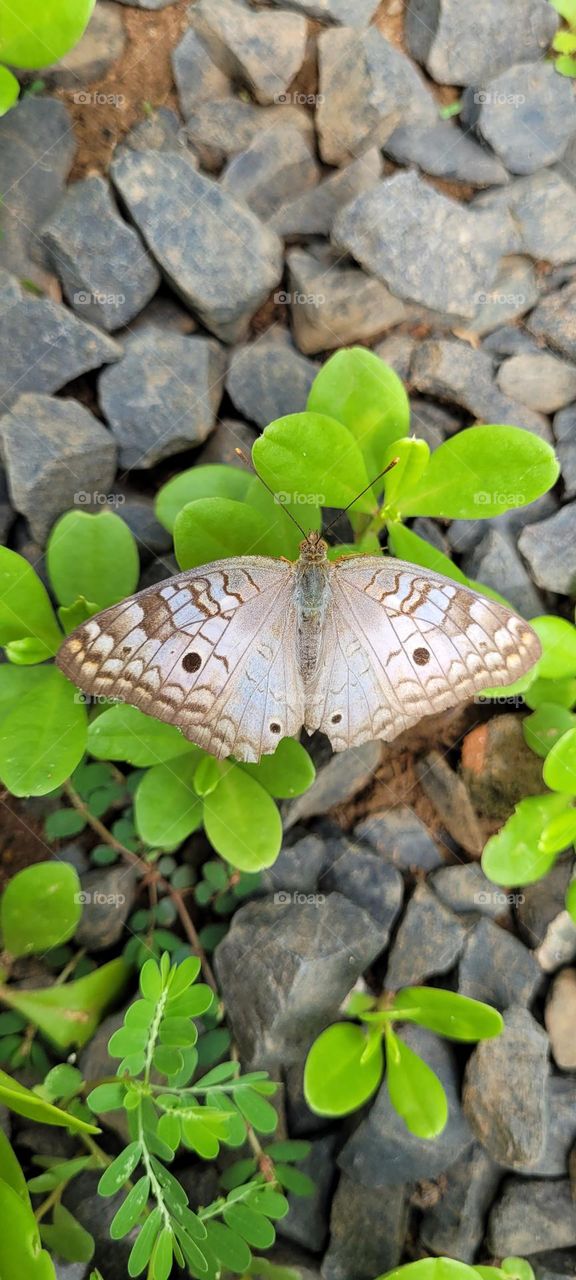 White butterfly
