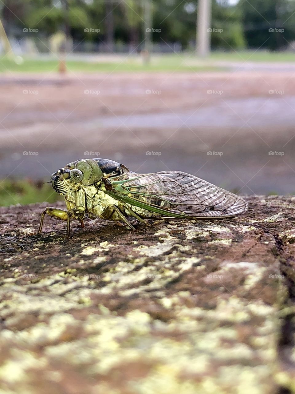 Noise making creature