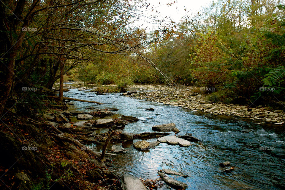 tree trees river rocks by refocusphoto