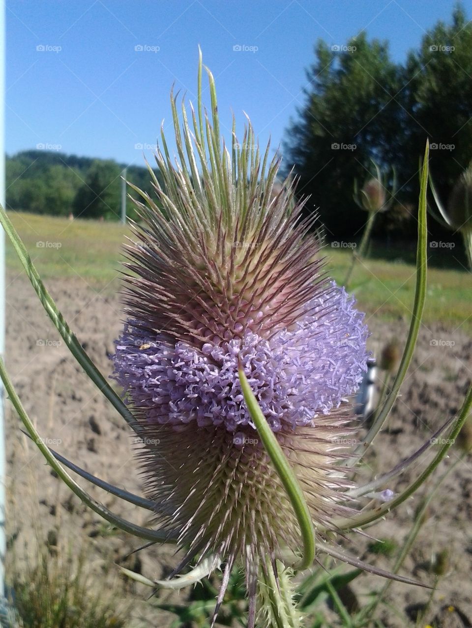 wild flower