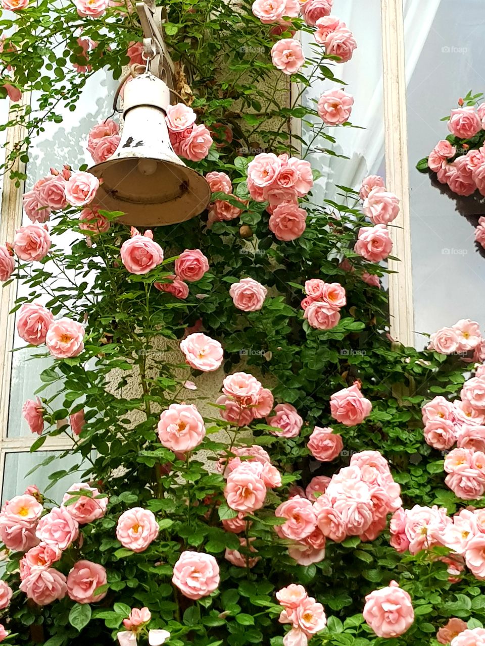 ruzicnjak u vrtu-rose