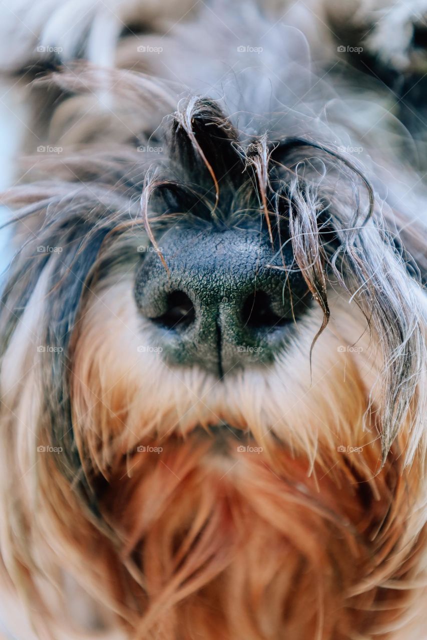 Dog close up