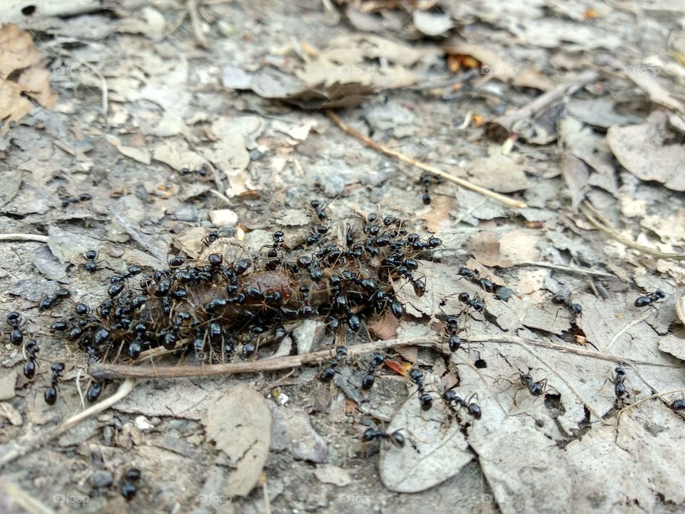 Ants eating Giant Worm