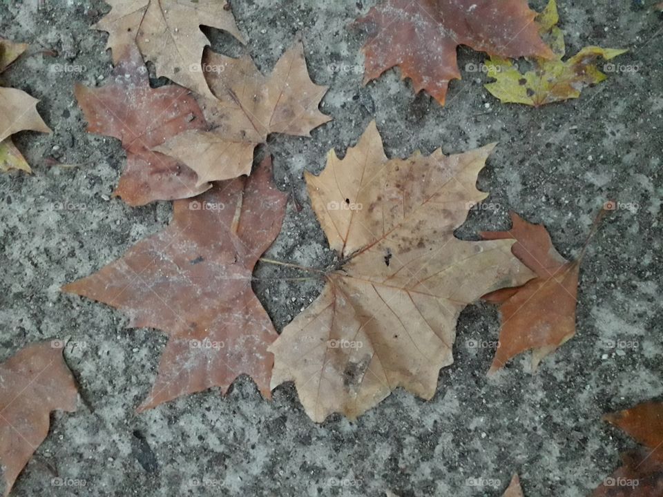 feuilles d'automne