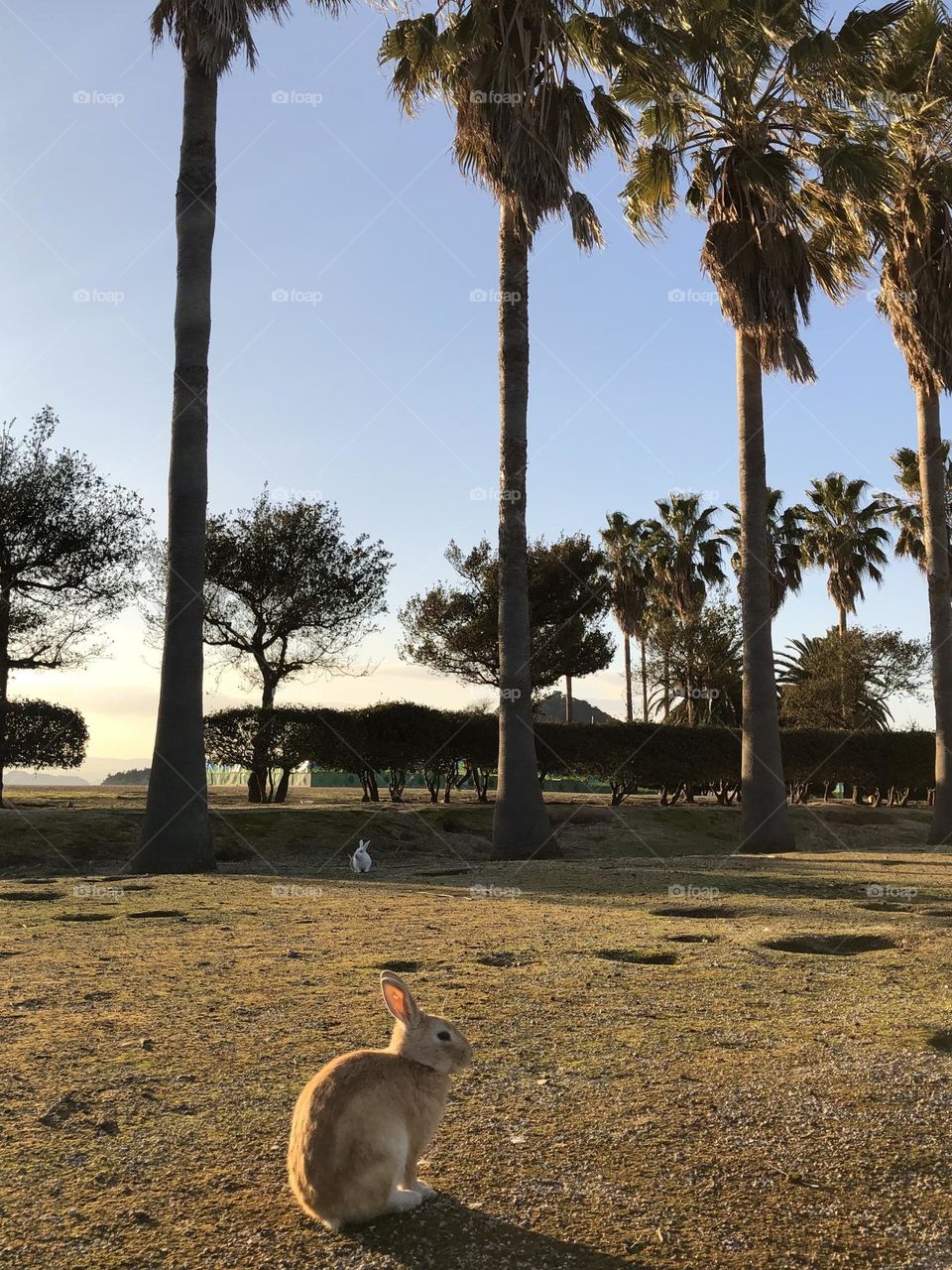 Rabbits at sunset