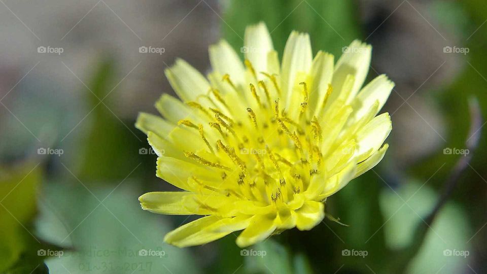 Closeup Yellow Weed Flower