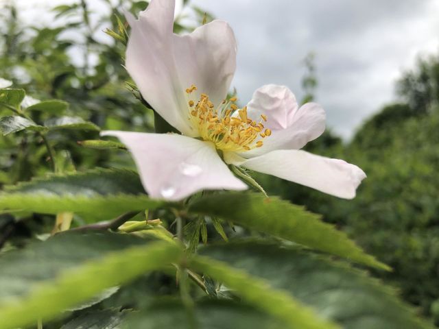 Rose Hip Flower HD Picture 