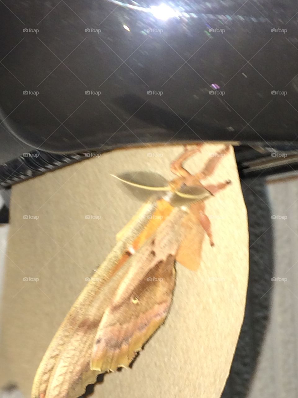 Moth on paper towel 