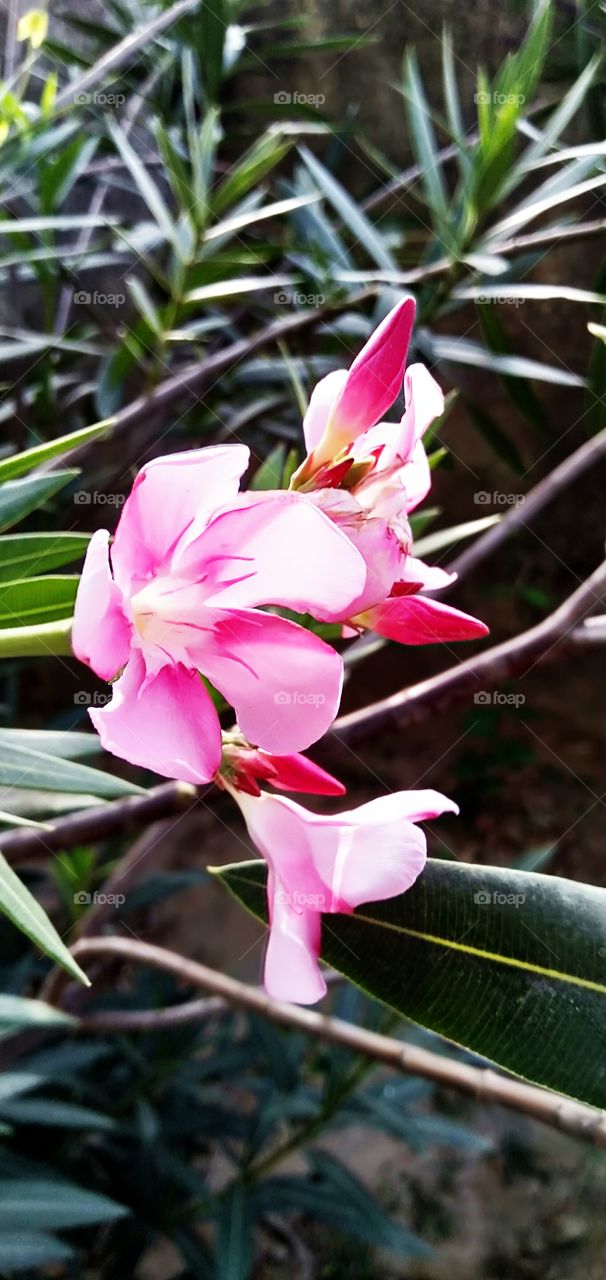 pink flowers