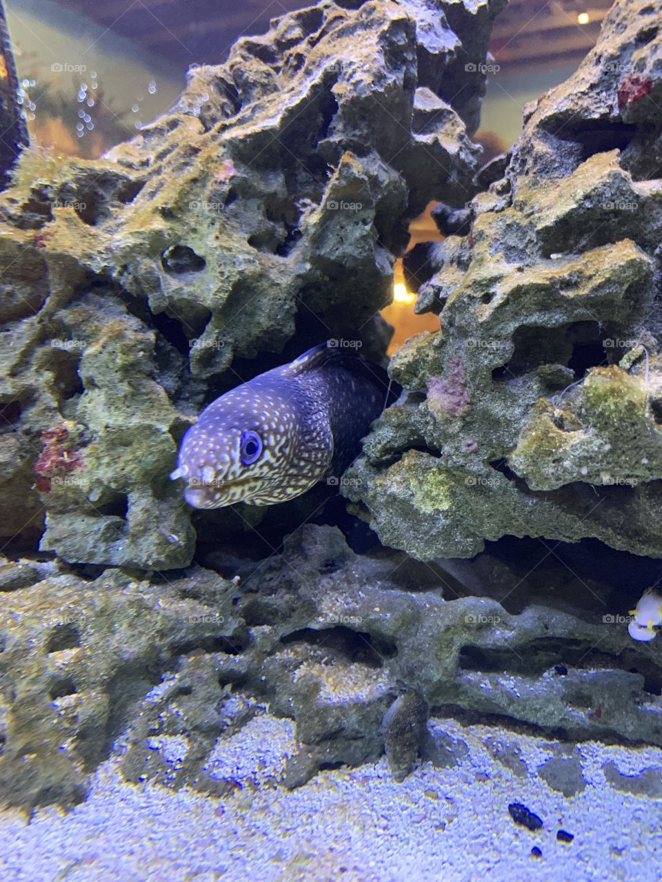 Eel in a aquarium 