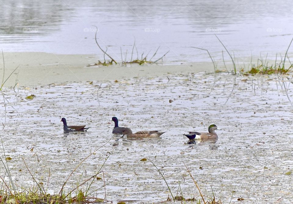 Ducks in the Muck