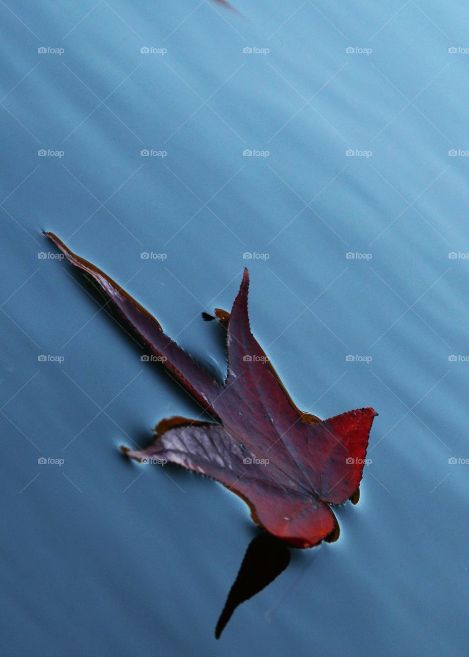 leaf on water.